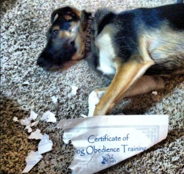 2a88b543c4711c7280d64b41a72cb56e-dog-eats-certificate-of-dog-obedience.jpg