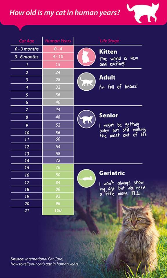 how is a cat in human years